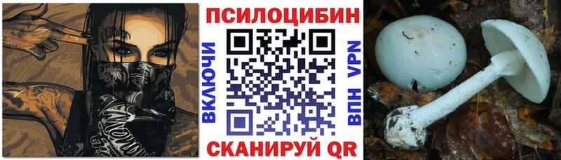 купить  цена  Медынь  Галлюциногенные грибы Psilocybe 